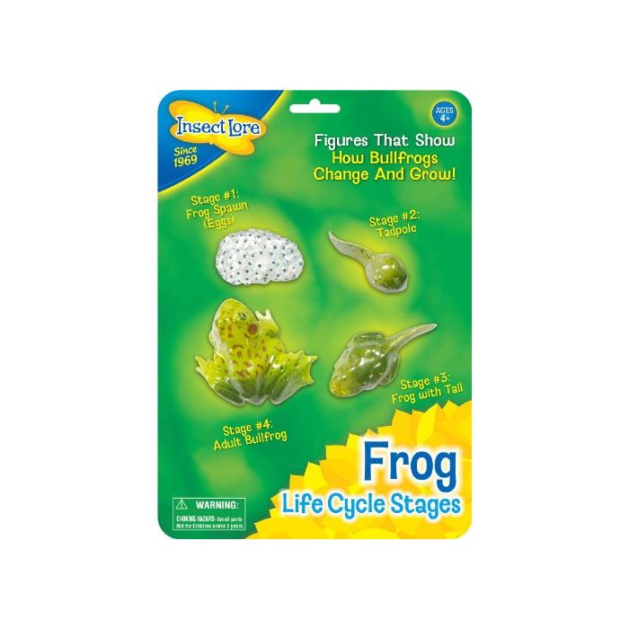 Insect Lore Life Cycle Stages Frog