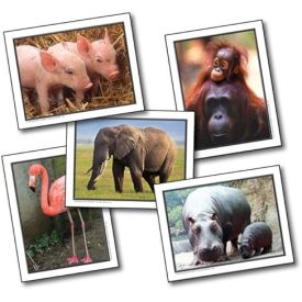 Favourite Animals  Learning...
